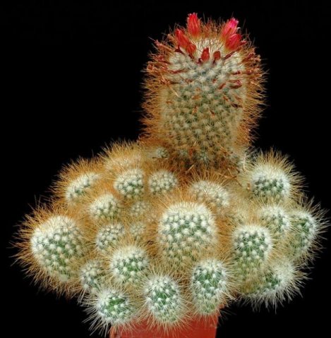 Mammillaria_rekoi_v_leptac